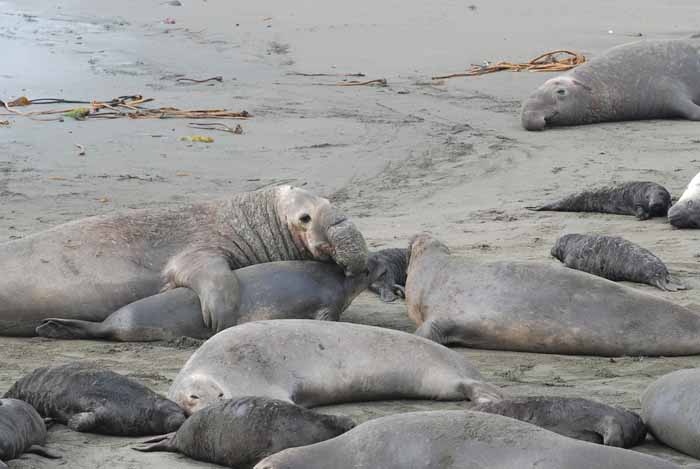 Elephant Seals of Piedras Blanca