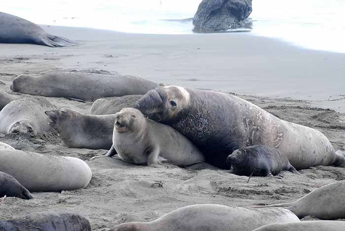 Elephant Seals of Piedras Blanca