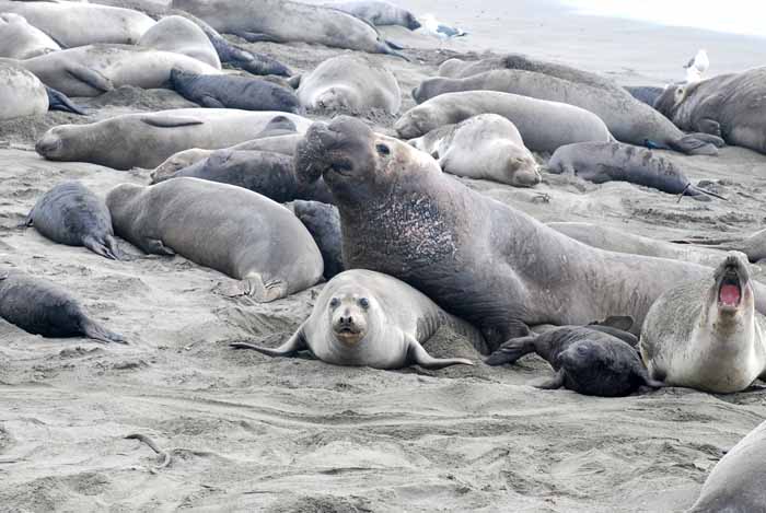 Elephant Seals of Piedras Blanca