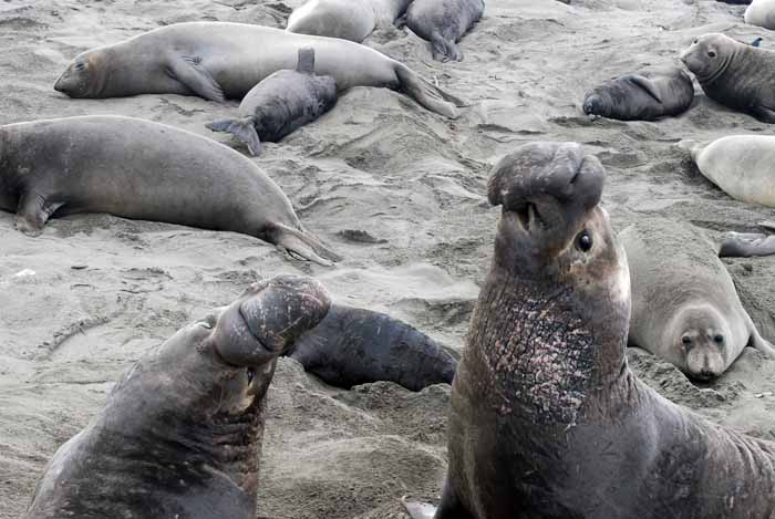 Elephant Seals of Piedras Blanca