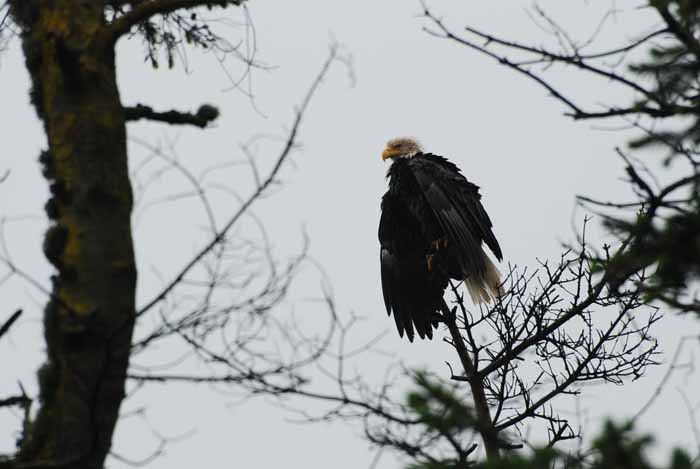 Olympic Peninsula