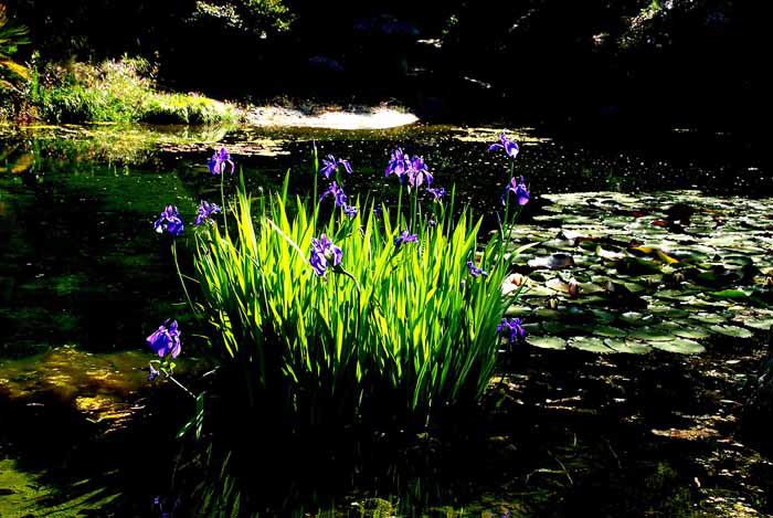 UC Botanical Gardens