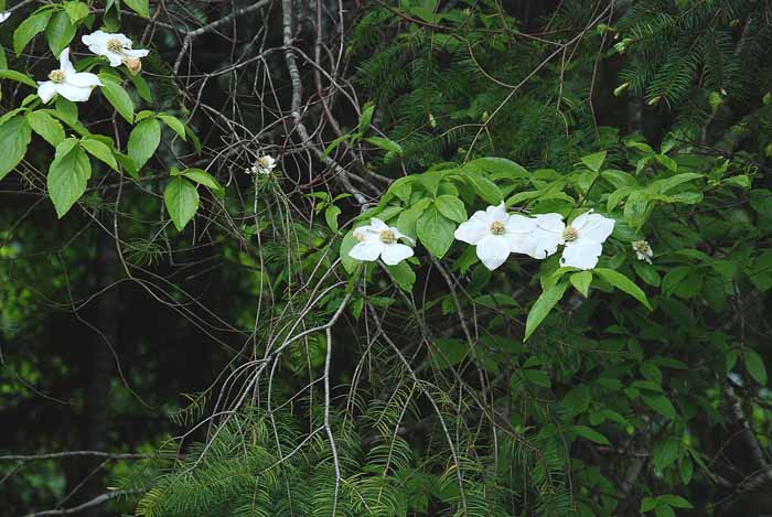 Olympic Peninsula