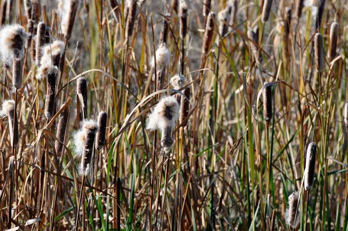 Delta reeds