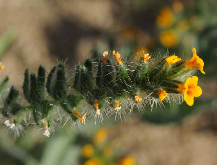 Mojave & Red Rock Canyon