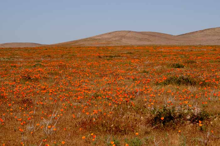 California Poppy Reserve, 2011