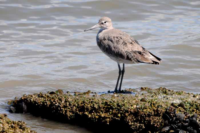 San Francisco Bay Wetlands