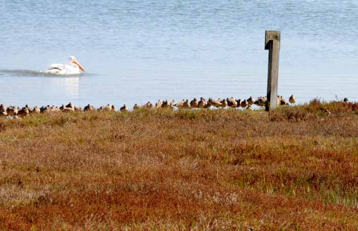 White Pelicans of Bodega Bay