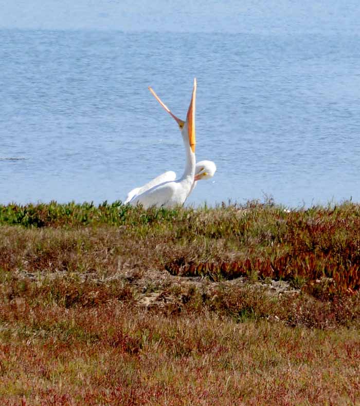 White Pelicans