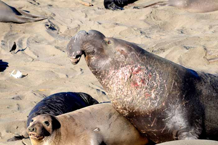 Elephant Seals of Piedras Blancas