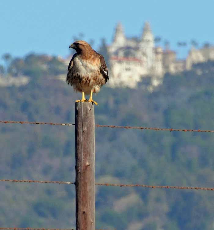 perch with a view