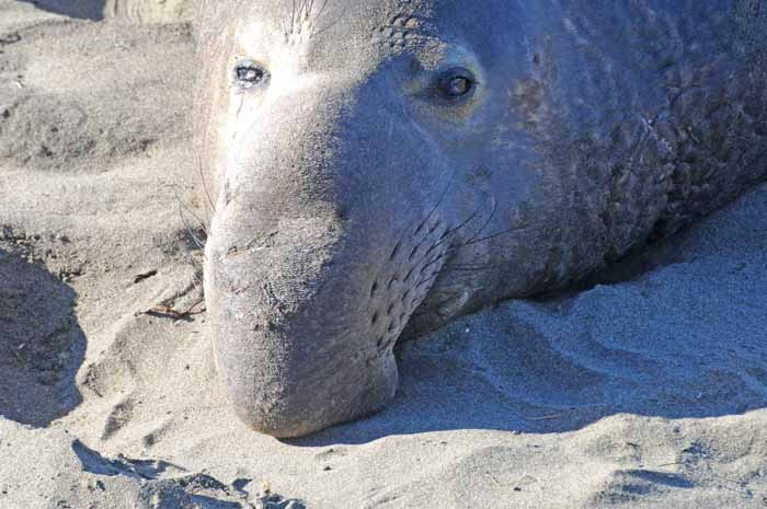 Elephant Seals of Piedras Blancas