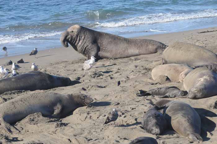 Elephant Seals of Piedras Blancas