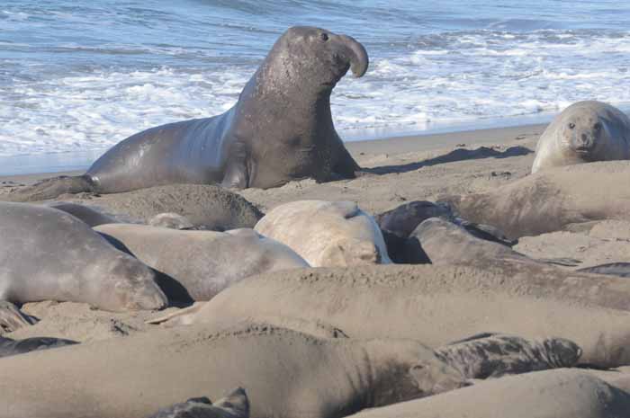 Elephant Seals of Piedras Blancas