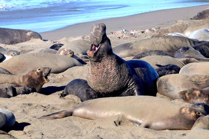 Elephant Seals of Piedras Blancas