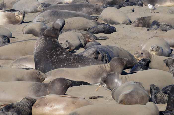 Elephant Seals of Piedras Blancas