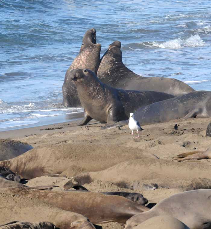 Elephant Seals of Piedras Blancas