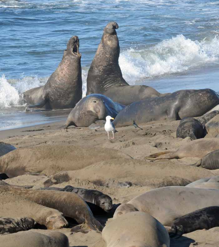 Elephant Seals of Piedras Blancas