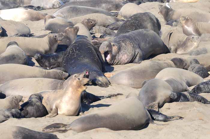 Elephant Seals of Piedras Blancas