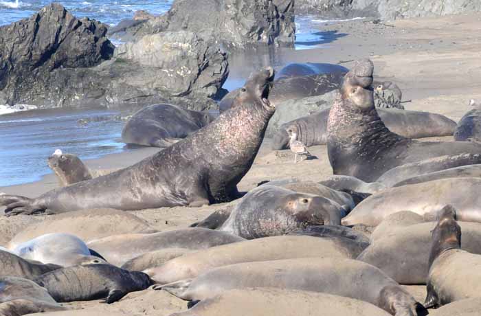 Elephant Seals of Piedras Blancas