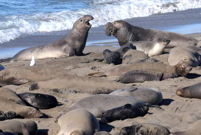 Elephant Seals of Piedras Blancas