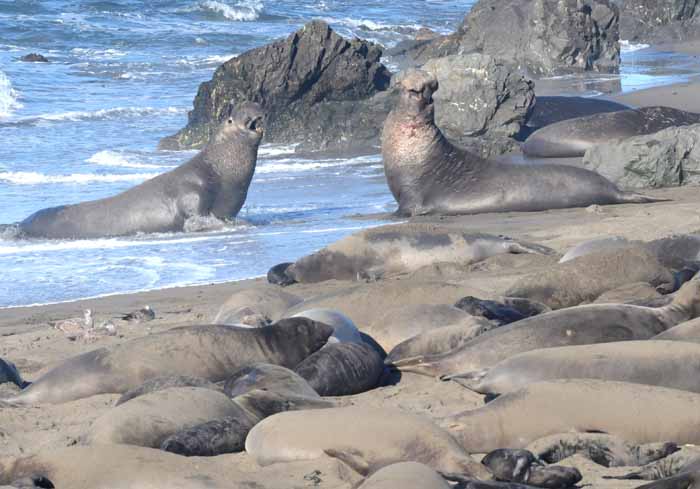 Elephant Seals of Piedras Blancas