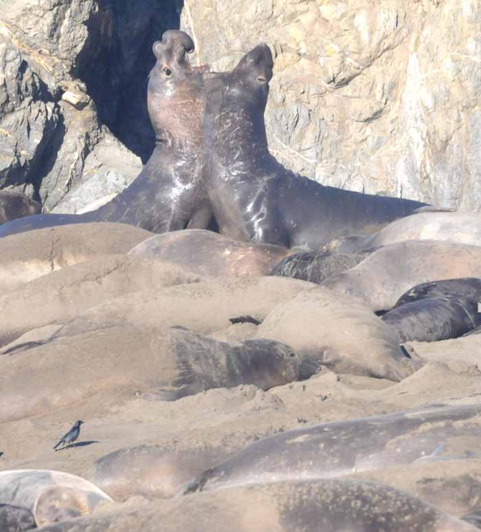 Elephant Seals of Piedras Blancas