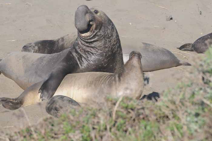 Elephant Seals of Piedras Blancas