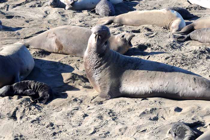 Elephant Seals of Piedras Blancas