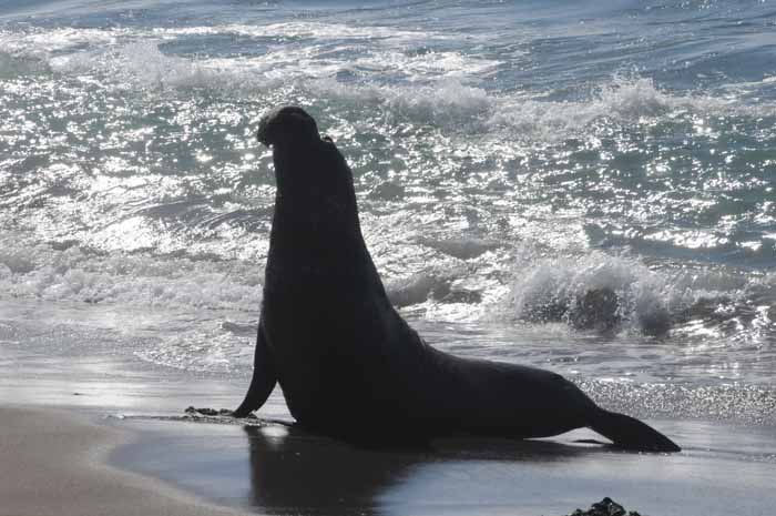 Elephant Seals of Piedras Blancas