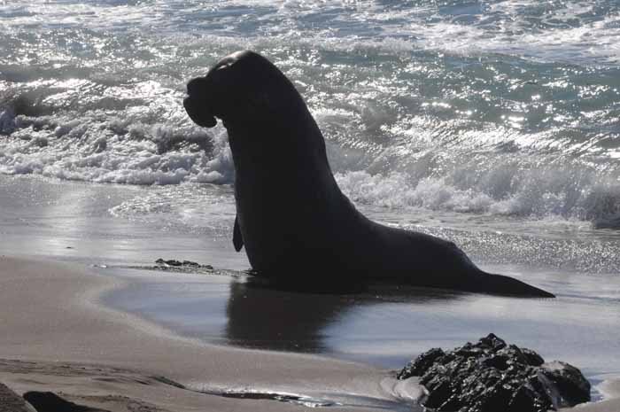 Elephant Seals of Piedras Blancas