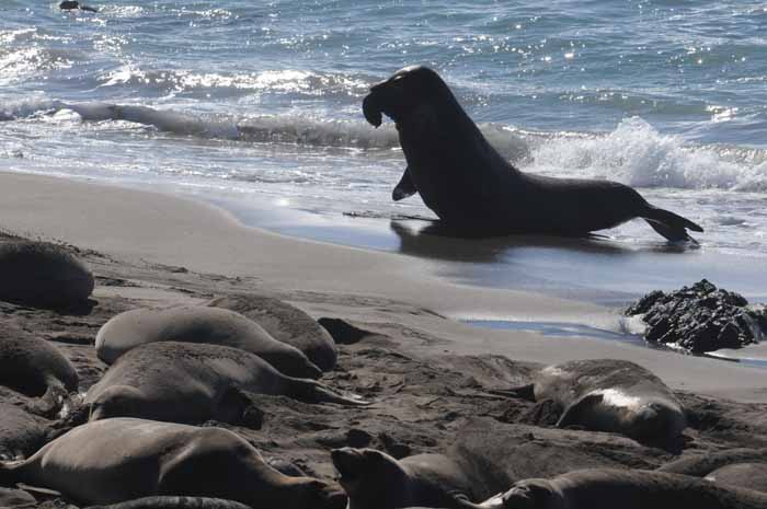 Elephant Seals of Piedras Blancas