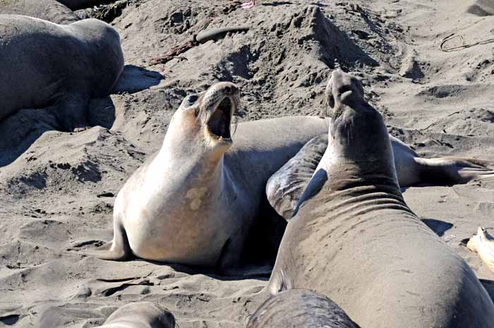 Elephant Seals of Piedras Blancas