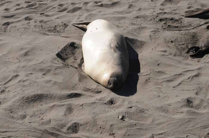 Elephant Seals of Piedras Blancas