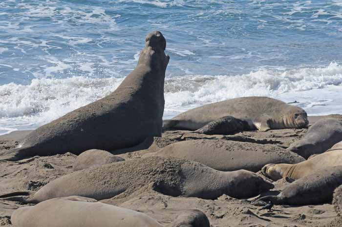 Elephant Seals of Piedras Blancas