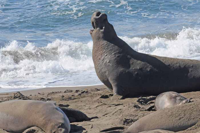 Elephant Seals of Piedras Blancas