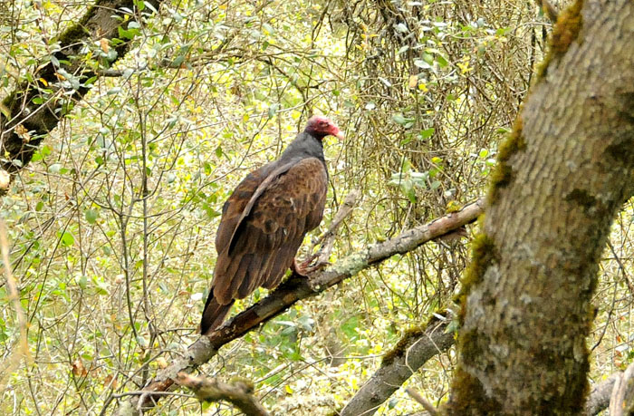 ugly boss,Calavares County,CA