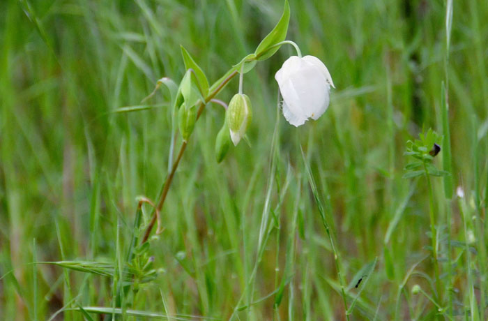 snow drop/white globe lily