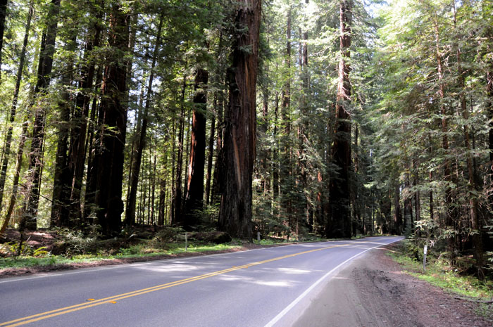 Avenue of the Giants,Humboldt County,California