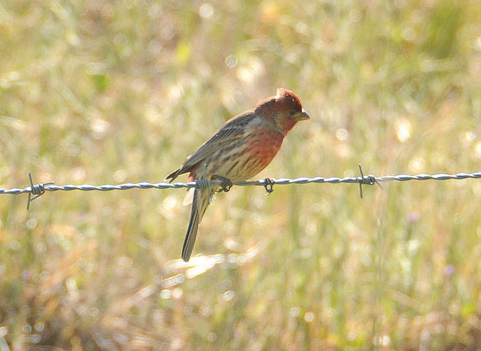 house finch in the country