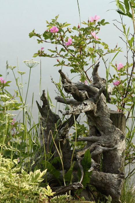 Wild Roses  Driftwood.jpg
