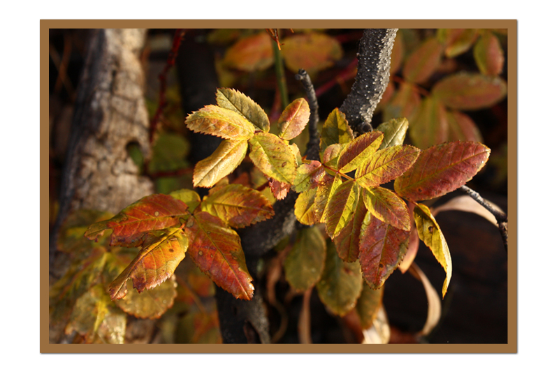 Autumnl Leaves3 copy.jpg