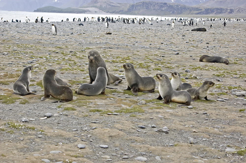 Fur Seal Family
