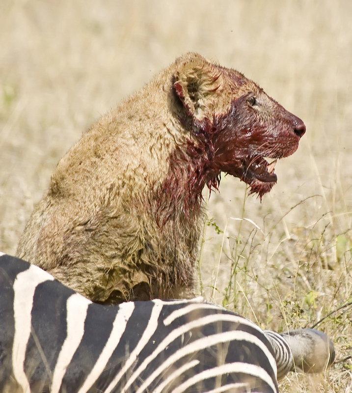 Lion and kill