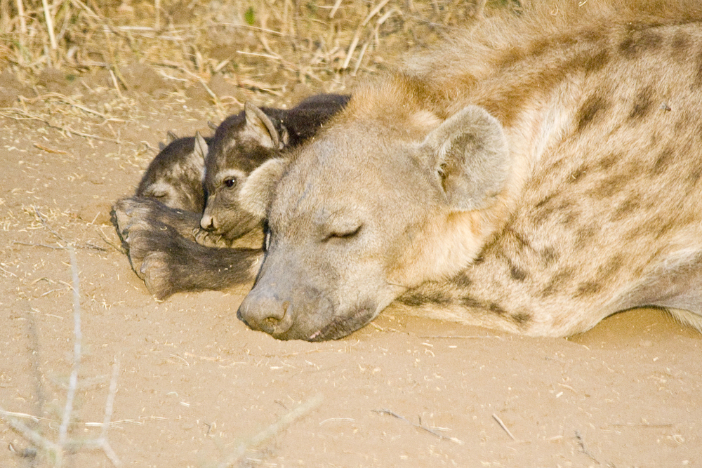 DSC_7417 Hyena and cubs.JPG