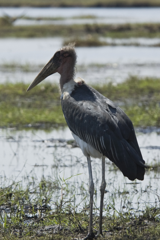 Marabou Stork