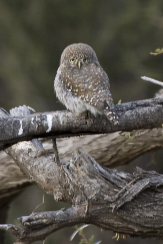 Pearl-Spotted Owlet