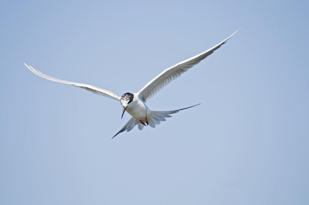 Forsters Tern