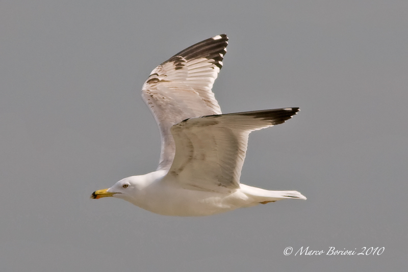 Gabbiano reale (Larus michahellis) 2811.jpg