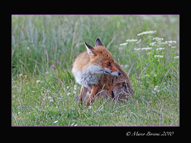 Volpe (Vulpes vulpes)-4530.jpg